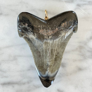 Vintage Fossilized Shark Tooth Pendant